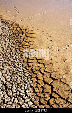 Terra asciutta e impronta di uccelli. Sfondo di consistenza del terreno incrinato. Foto di consistenza della terra incrinata a secco. Foto Stock