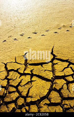 Terra asciutta e impronta di uccelli. Sfondo di consistenza del terreno incrinato. Foto di consistenza della terra incrinata a secco. Foto Stock