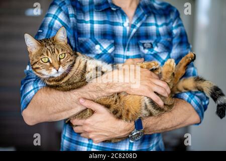Primo piano di un gatto sdraiato in braccia umane Foto Stock