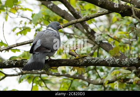 Un piccione di legno, Chipping, Preston, Lancashire, Regno Unito Foto Stock