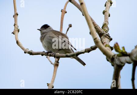 Un maschio Blackcap, Chipping, Preston, Lancashire, UK Foto Stock