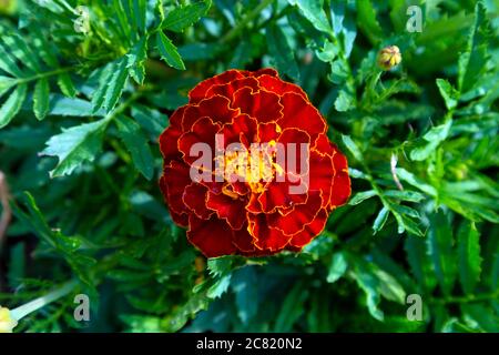 Rosso e giallo Marigold francese rosso ciliegia fiore dall'alto Foto Stock