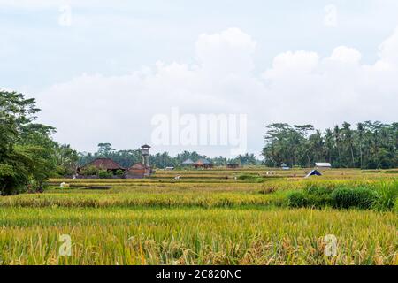 Campi di riso con lavoratori Foto Stock