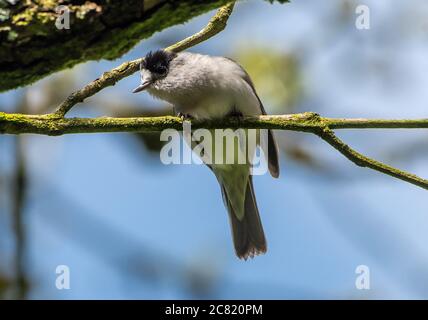 Un maschio Blackcap, Chipping, Preston, Lancashire, UK Foto Stock