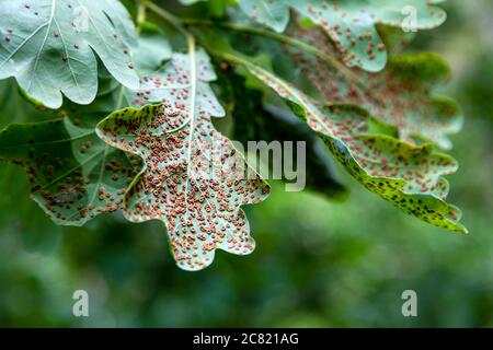 Gall bottoni di seta (Neuroterus numismalis) su foglie di quercia Foto Stock