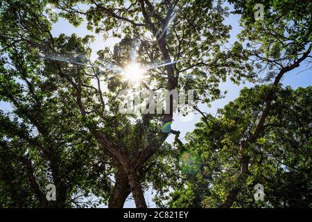 Il sole splende attraverso i rami di alberi e folta fogliame verde, contro un cielo azzurro luminoso. Una calda giornata estiva nella foresta Foto Stock