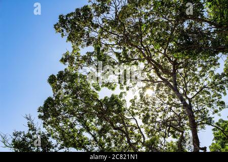 Il sole splende attraverso i rami di alberi e folta fogliame verde, contro un cielo azzurro luminoso. Una calda giornata estiva nella foresta Foto Stock