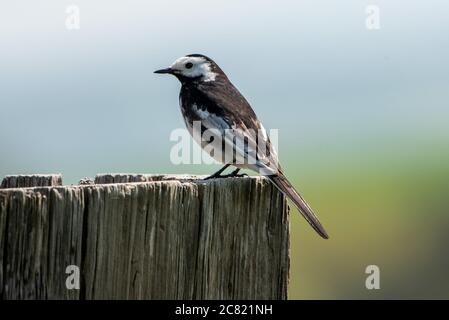 A Pied Waggtail, Chipping, Preston, Lancashire, Regno Unito Foto Stock