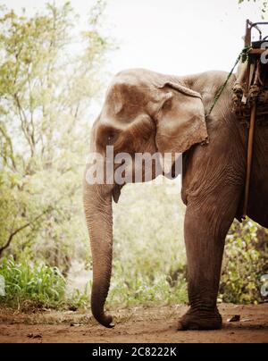 Elefante in, Chiang mai, Thailandia Foto Stock