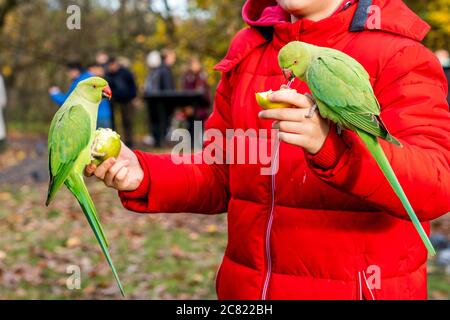 Persona con un cappotto rosso che alimenta due pappagalli verdi Foto Stock