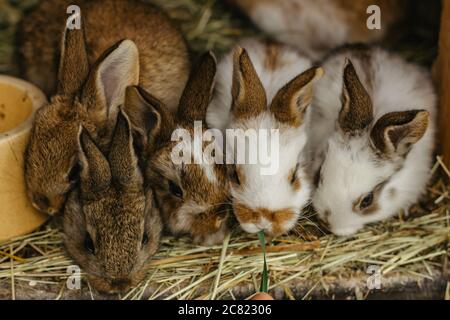 Un gruppo di conigli domestici che siedono sulla paglia in un hutch.Little conigli che mangiano erba.Newborn animali che aspettano per nutrire.Funny i conigli adorabili del bambino Foto Stock