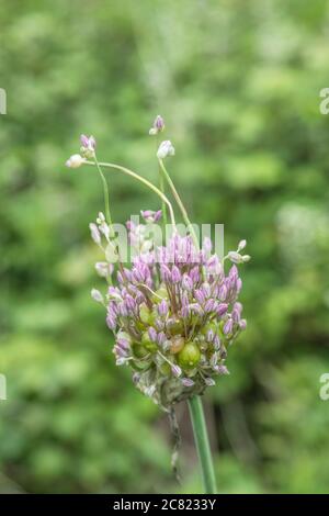 Fiori lilla-viola del raro Babington Leek / Allium ampeloprasum var. Babingtonii visto in Cornovaglia, Regno Unito. Foto Stock