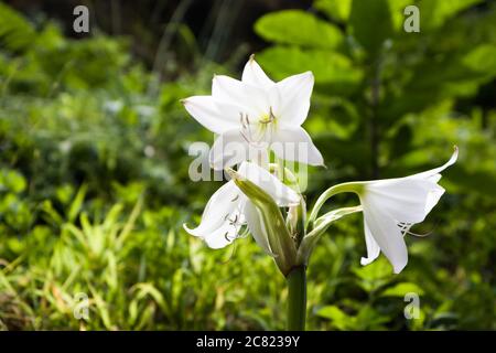 primo piano di bianco amaryllis fiore sfondo Foto Stock