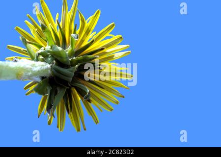 Sonchus arvensis Asteraceae un fiore giallo blu cielo macro lente dal basso primo piano Foto Stock