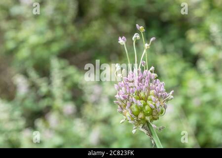 Fiori lilla-viola del raro Babington Leek / Allium ampeloprasum var. Babingtonii visto in Cornovaglia, Regno Unito. Foto Stock