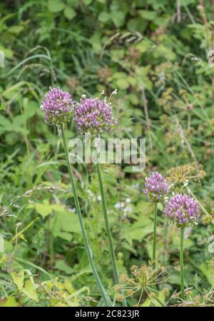 Fiori lilla-viola del raro Babington Leek / Allium ampeloprasum var. Babingtonii visto in Cornovaglia, Regno Unito. Foto Stock