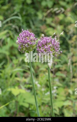 Fiori lilla-viola del raro Babington Leek / Allium ampeloprasum var. Babingtonii visto in Cornovaglia, Regno Unito. Foto Stock