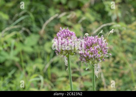 Fiori lilla-viola del raro Babington Leek / Allium ampeloprasum var. Babingtonii visto in Cornovaglia, Regno Unito. Foto Stock