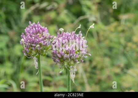 Fiori lilla-viola del raro Babington Leek / Allium ampeloprasum var. Babingtonii visto in Cornovaglia, Regno Unito. Foto Stock