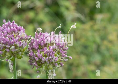 Fiori lilla-viola del raro Babington Leek / Allium ampeloprasum var. Babingtonii visto in Cornovaglia, Regno Unito. Foto Stock