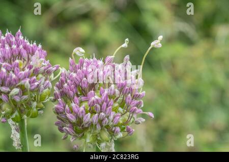 Fiori lilla-viola del raro Babington Leek / Allium ampeloprasum var. Babingtonii visto in Cornovaglia, Regno Unito. Foto Stock