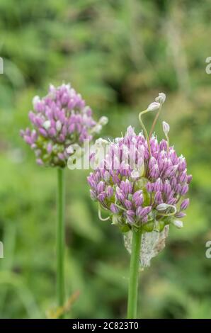 Fiori lilla-viola del raro Babington Leek / Allium ampeloprasum var. Babingtonii visto in Cornovaglia, Regno Unito. Foto Stock