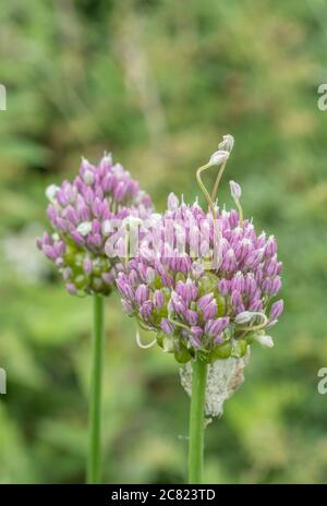 Fiori lilla-viola del raro Babington Leek / Allium ampeloprasum var. Babingtonii visto in Cornovaglia, Regno Unito. Foto Stock