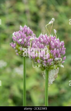 Fiori lilla-viola del raro Babington Leek / Allium ampeloprasum var. Babingtonii visto in Cornovaglia, Regno Unito. Foto Stock