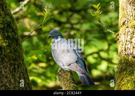 Un piccione di legno, Chipping, Preston, Lancashire, Regno Unito Foto Stock