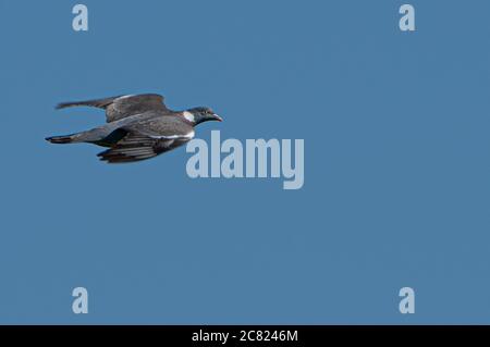 Un piccione di legno che vola, Chipping, Preston, Lancashire, Regno Unito Foto Stock