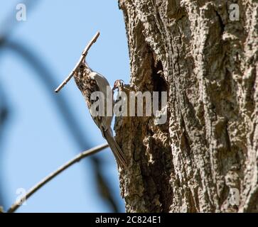 Un treecreeper costruire un nido in un tronco di albero, Chipping, Preston, Lancashire, Regno Unito Foto Stock