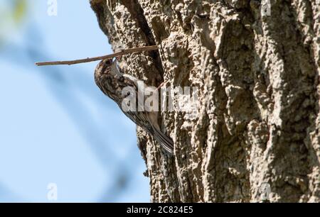 Un treecreeper costruire un nido in un tronco di albero, Chipping, Preston, Lancashire, Regno Unito Foto Stock