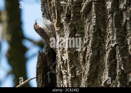 Un treecreeper costruire un nido in un tronco di albero, Chipping, Preston, Lancashire, Regno Unito Foto Stock