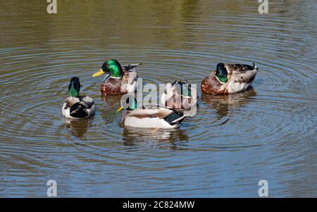 Cinque anatre mallard maschili su uno stagno, Chipping, Preston, Lancashire, Inghilterra, Regno Unito. Foto Stock