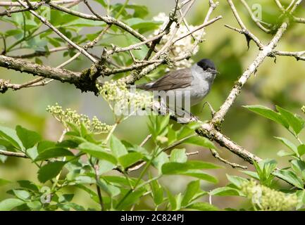 Un maschio Blackcap, Chipping, Preston, Lancashire, UK Foto Stock