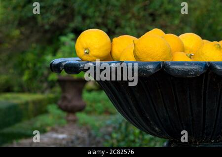 Piantatrice di ferro nel giardino pieno di limoni Foto Stock