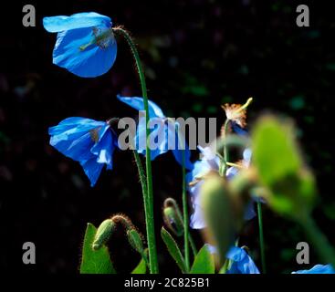 Drumadravey House, Co Fermanagh, Irlanda; Meconopsis Foto Stock