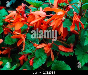 Co Fermanagh, Irlanda del Nord, Drumadravey House, Pelagonium Foto Stock