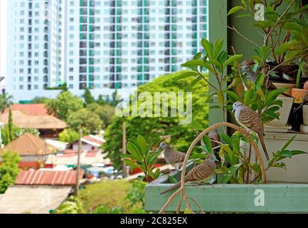 Closeup gregge di Wild Zebra Dove rilassarsi su piante da casa con blurry High Building sullo sfondo Foto Stock
