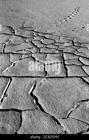 Terra asciutta e impronta di uccelli. Sfondo di consistenza del terreno incrinato. Foto di consistenza della terra incrinata a secco. Foto Stock