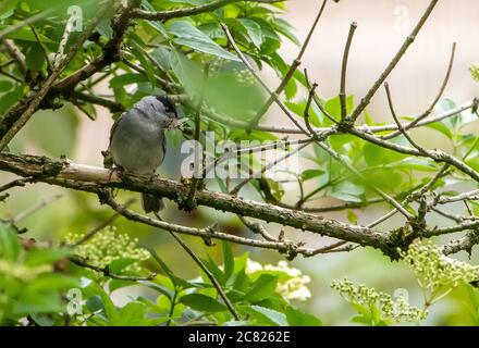 Un maschio Blackcap con un insetto nel suo becco, Chipping, Preston, Lancashire, UK Foto Stock