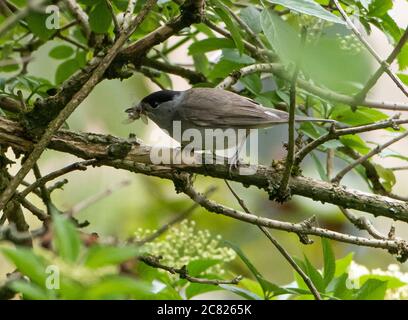 Un maschio Blackcap con un insetto nel suo becco, Chipping, Preston, Lancashire, UK Foto Stock