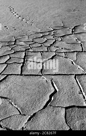 Terra asciutta e impronta di uccelli. Sfondo di consistenza del terreno incrinato. Foto di consistenza della terra incrinata a secco. Foto Stock