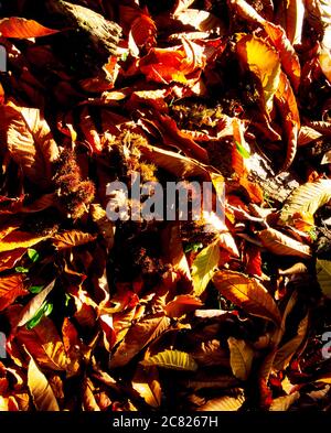 Fernhill Gardens, Co Dublin, Irlanda; foglie di castagno caduto durante l'autunno Foto Stock
