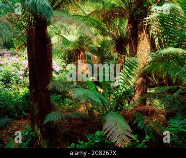 Giardini Derreen, Co. Kerry, Irlanda; Tree Fern (Dicksonia Antartide) Foto Stock