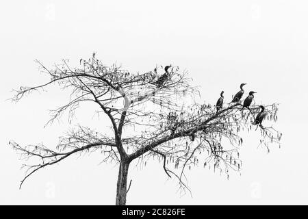 Cormorani a doppio crestato, Phalacrocorax auritus, arroccato in un albero nel bacino di Atchafalaya, nel sud della Louisiana, Stati Uniti. Gli uccelli tutti neri sono adulti, Foto Stock