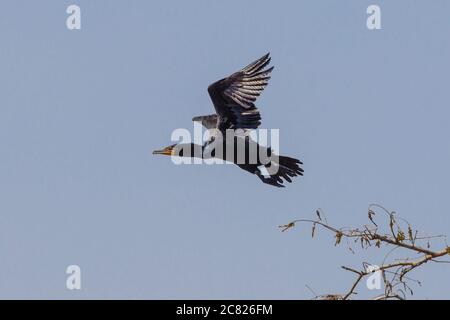 Un cormorano adulto doppio crestato, Phalacrocorax auritus, in volo nel bacino di Atchafalaya nel sud della Louisiana, Stati Uniti. Foto Stock