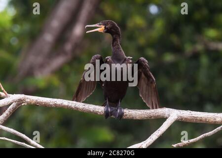 Cormorano neotropico o cormorano olivaceo, Phalacrocorax brasilianus, arroccato su un tronco di alberi sul fiume Tarcoles in Costa Rica. Foto Stock