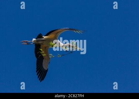 Una cicogna di legno, Mycteria americana, in volo che porta materiali di nidificazione. St. Augustine, Florida, Stati Uniti. Foto Stock