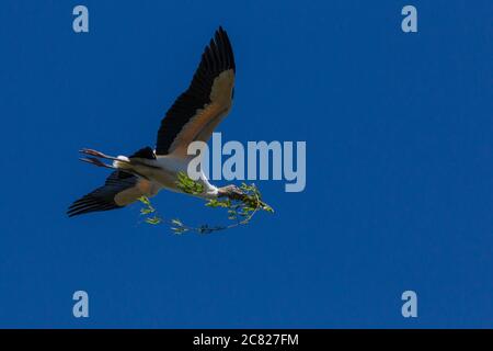 Una cicogna di legno, Mycteria americana, in volo che porta materiali di nidificazione. St. Augustine, Florida, Stati Uniti. Foto Stock